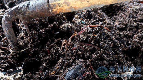腐殖質(zhì)內(nèi)可以看到一些干垃圾，等蚯蚓吃掉所有腐殖質(zhì)，干垃圾便一覽無余