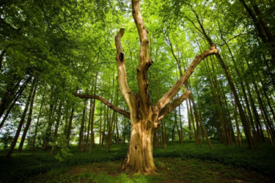 雅居樂集團簽署“低碳公章”，將環(huán)保進行到底